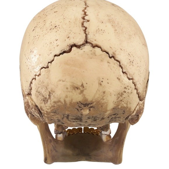 Supreme 21 Piece Human Skull Model / Puzzle With Embossed Logo Teeth - Picture 3 of 7